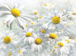 Galerie d'art de Jean-luc Rousseau